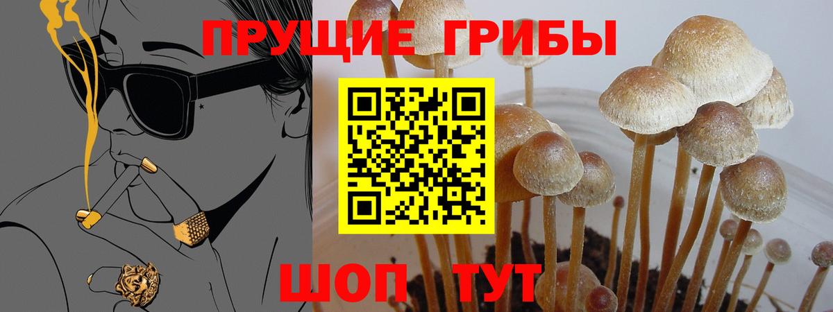 закладки  Галлюциногенные грибы Psilocybine cubensis  Вход с VPN  Всеволожск 